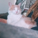 tripppy-traci avatar