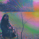 trippyhippietree avatar