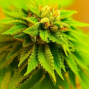 trippyplant15 avatar