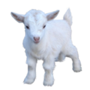 trisaccharide avatar