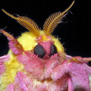 trish-the-bish avatar