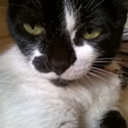 trishamantegna avatar