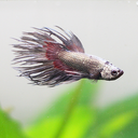 triton-the-betta-blog avatar