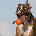 trivialchronicles avatar