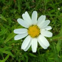 trixiedaisywrites avatar