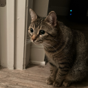 troddensodden avatar