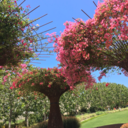 troiasei-troiarimani avatar