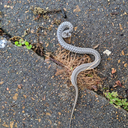 trollweetabix avatar