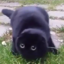 trombonetrash avatar