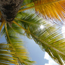 tropic-havens avatar