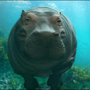 tropical-hippos avatar