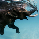 tropicalairisallweneed avatar