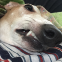 tropicalclemmings avatar