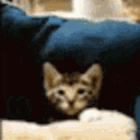 tropicalcontinental avatar