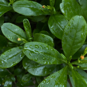 tropicalist-a avatar