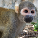 tropicsofjungala avatar