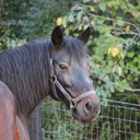 trottocanter-blog avatar