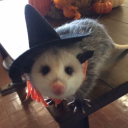 troublesomeopossum avatar