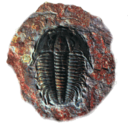 troublewithtrilobites avatar