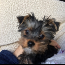 troyeinthewind avatar