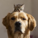 true-believer avatar