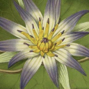 truebluelotus avatar