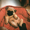 truelovewill-blog avatar