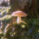 truffle-fluffle avatar