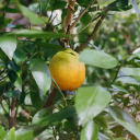 trufflebuttah avatar