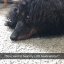 truncatedgland avatar