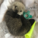 truskawkoweostrze avatar