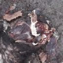 trustmeimadoctor avatar