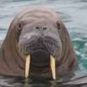 trustmeimawalrus avatar