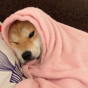 truth-of-the-world avatar