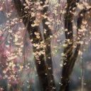 truthaboutmagic avatar