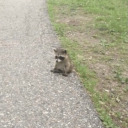 trvpped-minds avatar