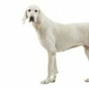 try-me-please avatar