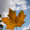 tryharder-lookbetter avatar