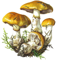 tryingohsoveryhard avatar