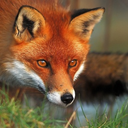 tryingtobeanauthor avatar