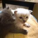 tryingtobecoollikeyou avatar