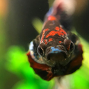 trypticcognizen avatar