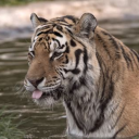 tsibeyantiger avatar