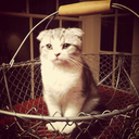 tswiftlyricsandkittens avatar