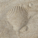 tthalassophilee avatar