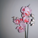 tthelosthighway avatar