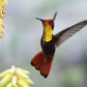 ttrochilidaee avatar