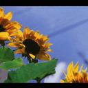 tuariesfavorita avatar