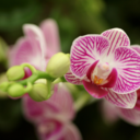 tubagangal-blog avatar