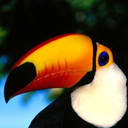 tucanathetoucan avatar